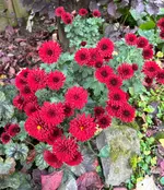 Chrysantheme „Lutz“.webp