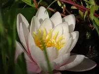 DSC00688.webp