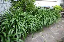 Agapanthus      0524.webp