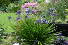 Agapanthus    0321.webp