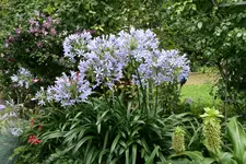 Agapanthus   0820.webp