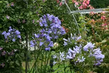 Agapanthus   0921.webp