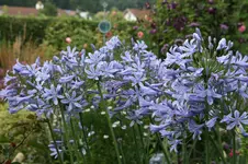 Agapanthus1016JPG.webp