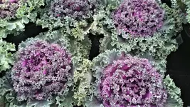 DSC_1206 (2).webp DSC_1206 (2).webp