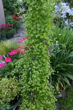 Kletterndes Löwenmäulchen0115.webp