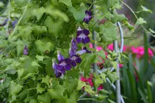 Kletterndes Löwenmäulchen0215.webp