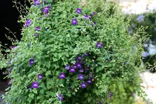 Kletterndes Löwenmäulchen0315.webp