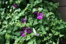 Kletterndes Löwenmäulchen0317.webp