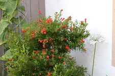 Granatapfel  0124.webp