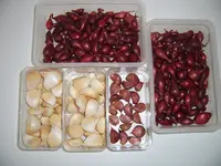 Knoblauch und Zwiebeln Winter 25 u. 26.webp