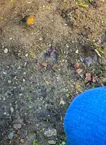 Rotkehlchen III.webp