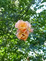 P1040566.webp P1040566.webp