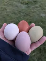 PXL_20251106_065607354.webp PXL_20251106_065607354.webp