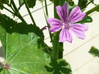 2022AlgiMa3.webp 2022AlgiMa3.webp