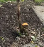 Kiwi-Wunden betitelt.webp Kiwi-Wunden betitelt.webp