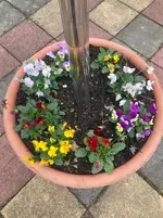 Violen im Schirmständer.webp