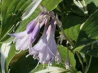 2025Hosta2.webp