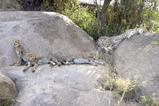 gepard_mit_anhang.webp