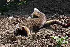 IMG_7115 - Copy.webp