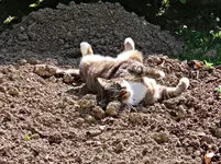 IMG_7117 - Copy.webp