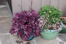 Terasse             0324.webp