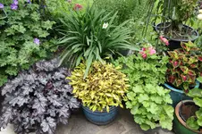 Terasse             1524.webp