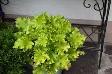 Heuchera    0824.webp