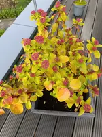 IMG_20251125_123006.webp IMG_20251125_123006.webp