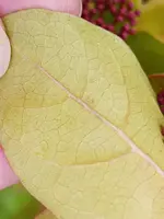 IMG_20251125_123325.webp IMG_20251125_123325.webp