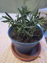 Steckling Rosmarien evt. Sorte Rex.webp