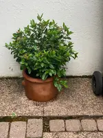 Viburnum Tinus_ Mittelmeerschneebal*01.webp Viburnum Tinus_ Mittelmeerschneebal*01.webp