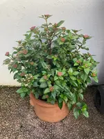 Viburnum Tinus_ Mittelmeerschneebal*25-11-26.webp Viburnum Tinus_ Mittelmeerschneebal*25-11-26.webp