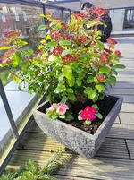 IMG_20250303_134933.webp IMG_20250303_134933.webp