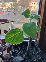 Australisches Zitronenblatt.webp