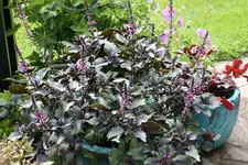 Wildbasilikum 0521.webp