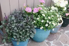 Wildbasilikum 0525.webp