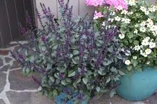 Wildbasilikum 0625.webp