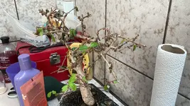 IMG-20251119-WA0002.webp