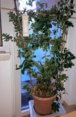 Dipladenia*25-12-11.webp