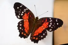 1765808769884.webp 1765808769884.webp