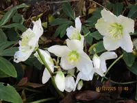 Christrose 16.,12.25.webp