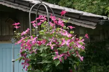 Cl.int.Pangboune Pink0217.webp