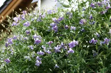 Cl.vit.Betty Corning0315.webp