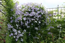 Cl.vit.Emilia Plater0918.webp