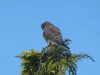 Turmfalke.webp