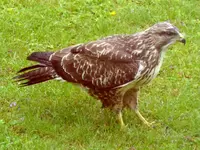 Mäusebussard.webp