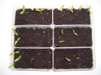 Paprika 26.12 (1).webp