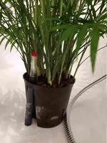 Bergpalme6.webp