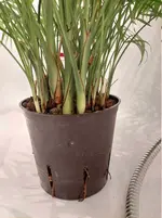 Bergpalme5.webp