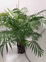 Bergpalme3.webp